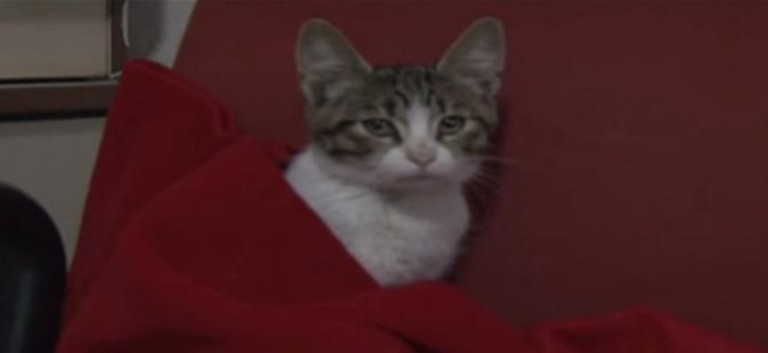 Бездомно коте стана специален гост на ТВ предаване (ВИДЕО)