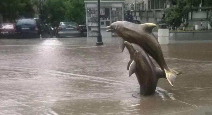 Делфините във Варна са на гребена на вълната (ВИДЕО)