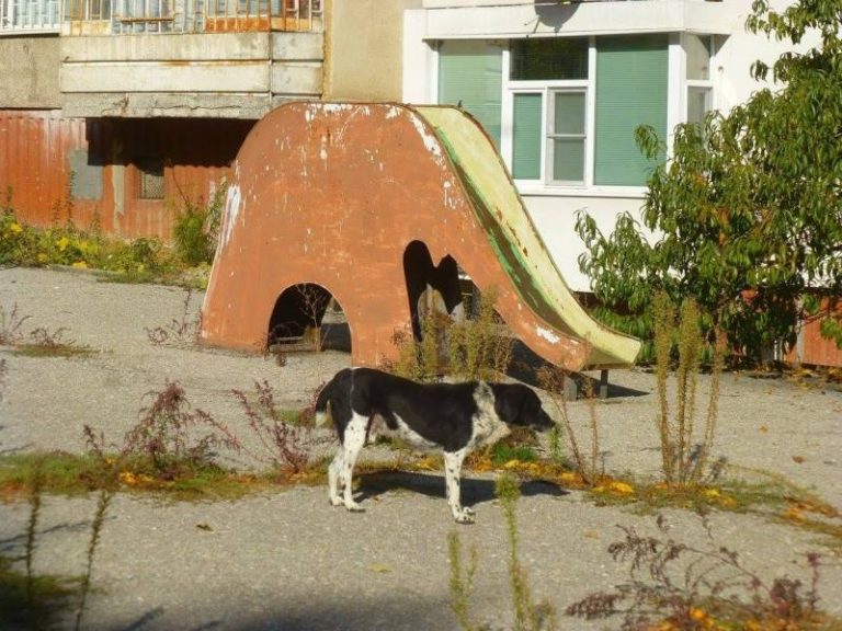Опасни катерушки застрашават децата ни