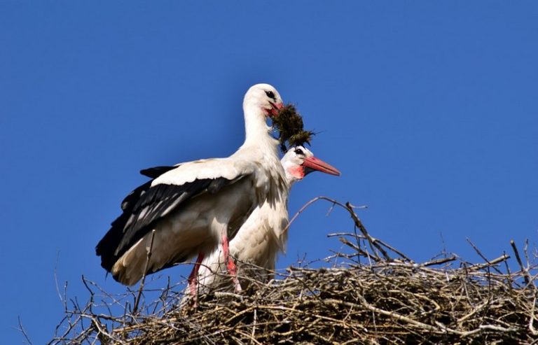 Спасиха щъркелче в Караманово
