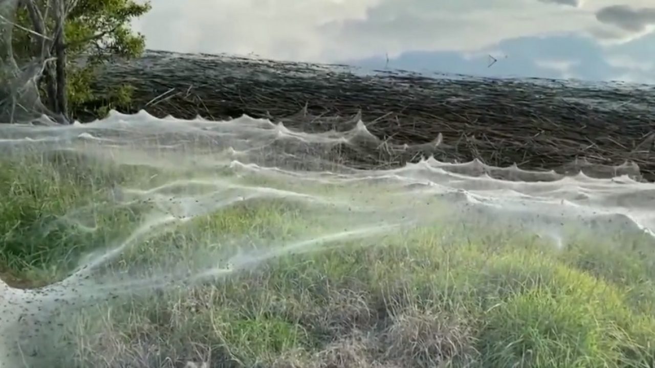 Neobichajna Gledka Sled Porojnite Dzhdove V Avstraliya Payazhini Pokriha Cyal Shat Video Nova Vest