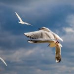 chaika chaiki vreme nebe ptici ptica (Copy)