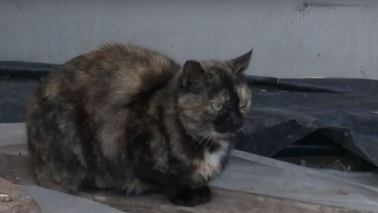 Жена открадна домашна котка и отпраши: Върна я кастрирана след дни (ВИДЕО)