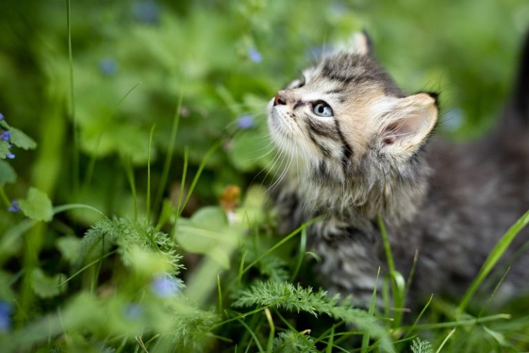 Котешка трева: Ползи за мяукащия ни любимец от нейната консумация
