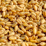 pshenica zyrno 1 (Copy)