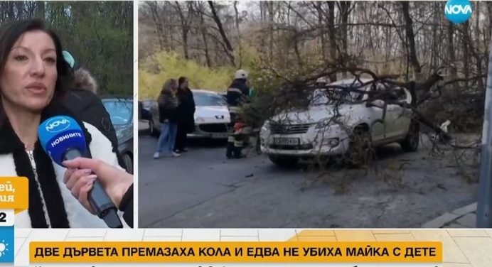 След инцидента с премазана кола от две дървета, както ще предприемат потърпевшите? (ВИДЕО)