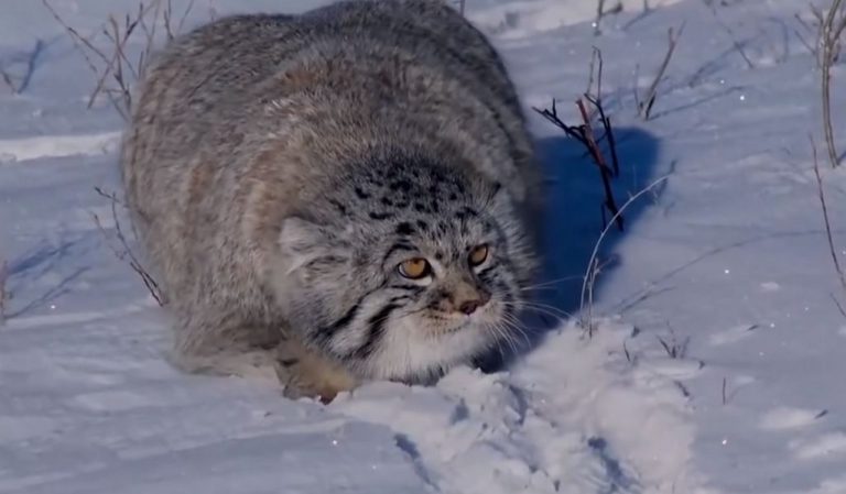 Котката “манул“. Една от най-редките видове, оцеляващи и при най-трудни условия (СНИМКА+ВИДЕО)