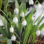 kokiche snqg vreme (Copy)