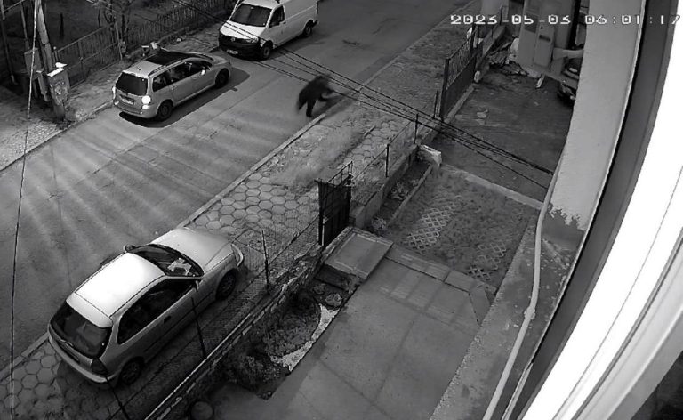 Видео взриви мрежата: Мечка препуска бясно в столицата и изплаши двама мъже (ВИДЕО)