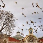 snimka_pravena_qvor (Copy)