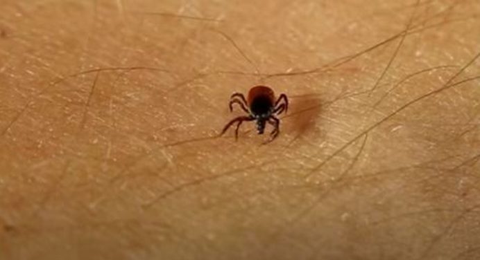 Зачестяват положителните проби на ухапани от кърлежи за Лаймска болест