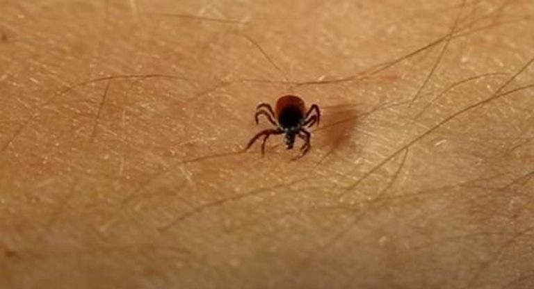 Зачестяват положителните проби на ухапани от кърлежи за Лаймска болест