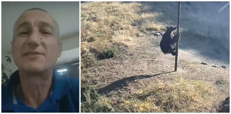 Кучета спасиха стопанина си от мечка в Родопите