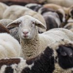 ovce-ovca-2-Copy.jpg