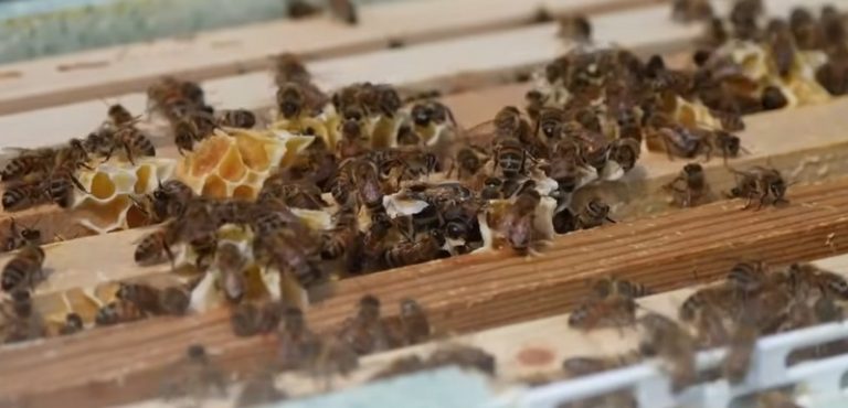Старазагорска ферма превръща пчеларството в мисия: над 560 биопродукта спасяват традицията и пречистват въздуха