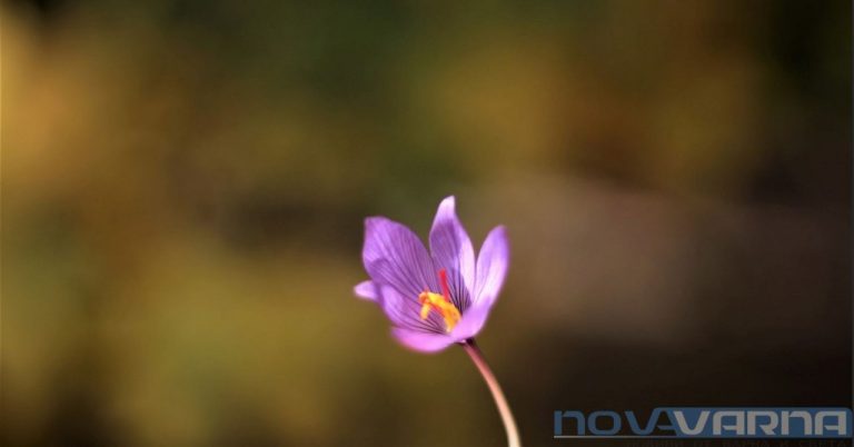 **14 ноември ни чака със слънце и почти пролетни 18° – но мъглата ще скрие част от деня**
