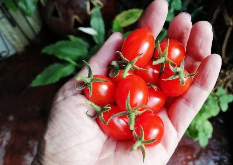 Казанлък осигурява еко продукция за близо 2600 деца чрез общински оранжерии