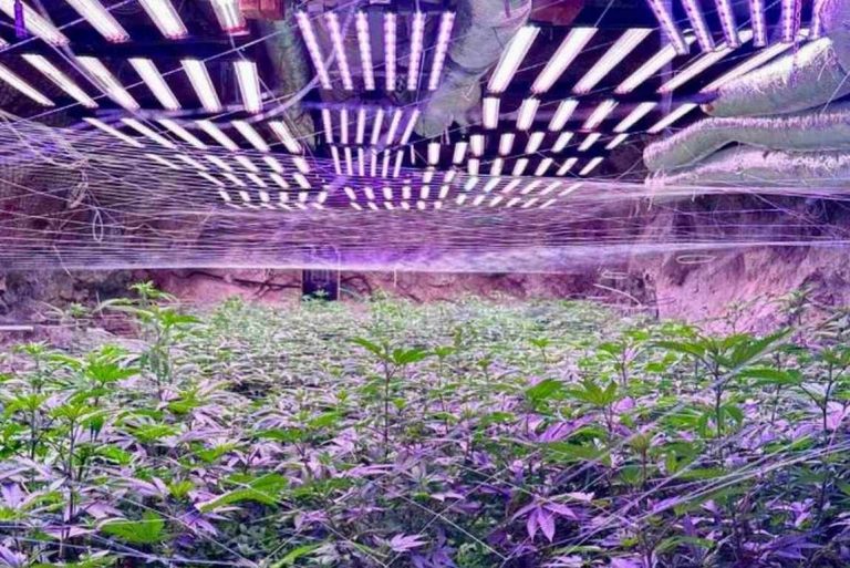Разбиха наркооранжерия в мина край Кюстендил, иззеха 600 000 евро и боеприпаси