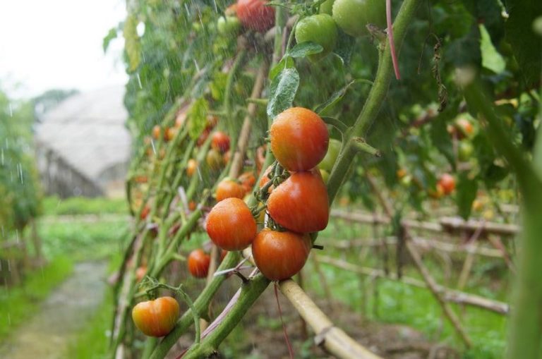 Български фермери унищожават продукция заради евтин внос и ниски изкупни цени