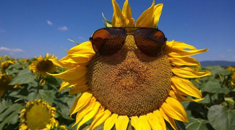 Понеделник носи до 38°C и следобедна облачност в Западна България