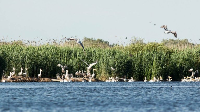Частично бедствено положение в Силистра заради критично ниските води в езерото Сребърна