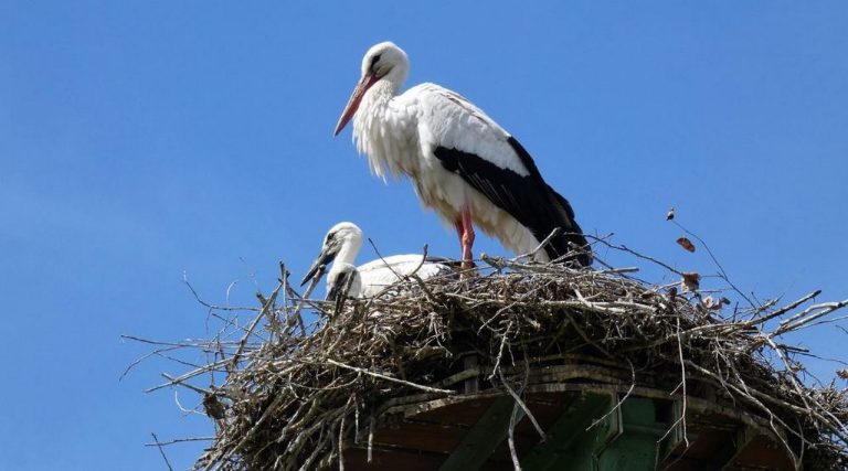 Кметица рискува, за да спаси бедстващ щъркел в село Звънарци