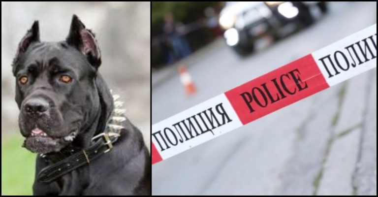 Прокуратурата разследва нападение на куче над 6-годишно дете в село Кънчево