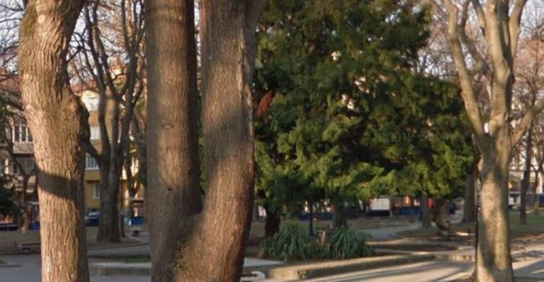 Община Варна обезопасява опасно дърво в Градската градина след сигнал от граждани