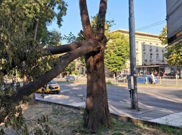 Община Варна премахва опасно дърво и подрязва клони в центъра на 15 октомври